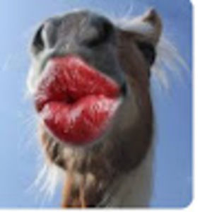 Meet your Posher, Karma